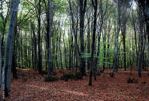Obraz na płótnie forest in autumn w salonie