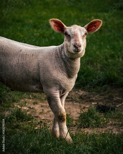 Gros plan sur le buste d'un agneau dans un champ (journée nuageuse avec lumière douce)  photo