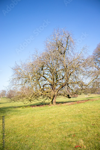 Springtime trees in the UK.