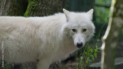White Wolf