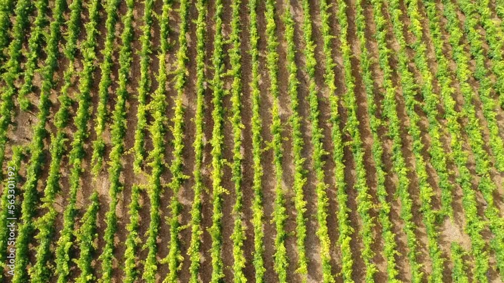 Vue aérienne vignobles, vignes - Seine et Marne - France Vue aérienne vignobles, vignes - Seine et Marne - France