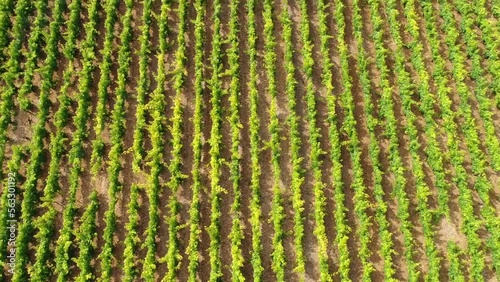 Vue aérienne vignobles, vignes - Seine et Marne - France
