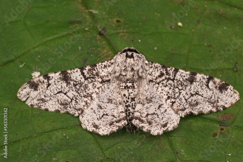 Detailed closeup on the white form of the Peppered geometer moth, Biston betularia, with spread wings on a green leaf photo