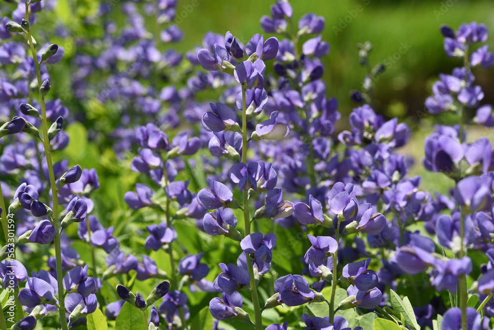 Shell dyer, Baptisia tinctoria Shell dyer, Baptisia tinctoria
