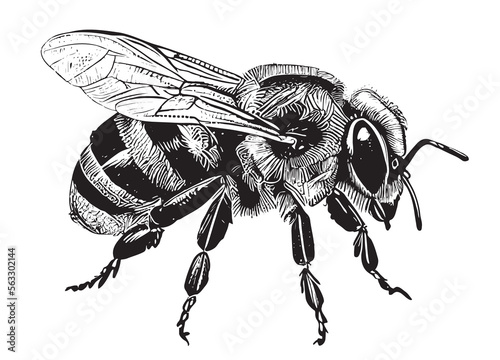 Bee insect hand drawn engraving sketch Vector illustration.