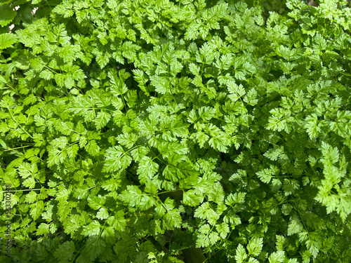Tableau sur toile Chervil, Anthriscus cerefolium