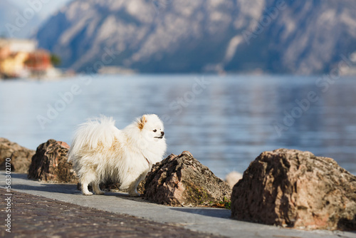 Fototapeta Naklejka Na Ścianę i Meble -  Portrait of White Spitz Dog ouutdoors. Pomeranian