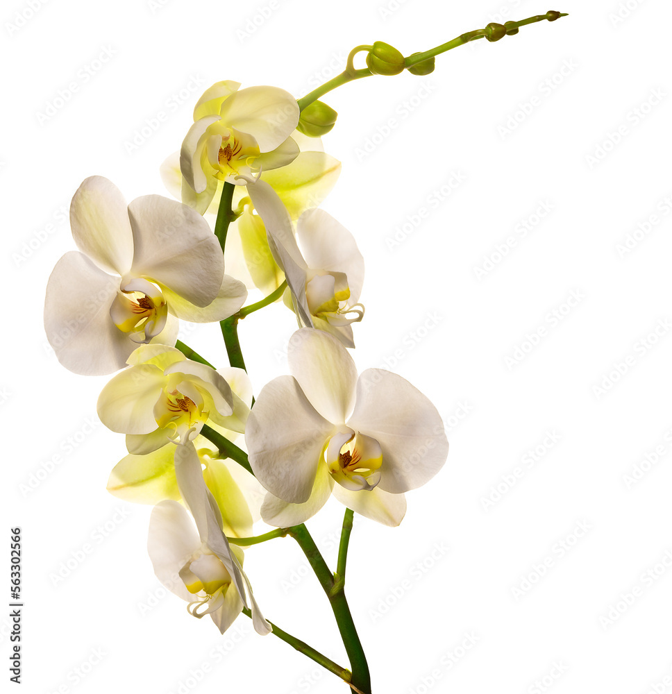 PNG. Flowering branch of a white orchid isolate