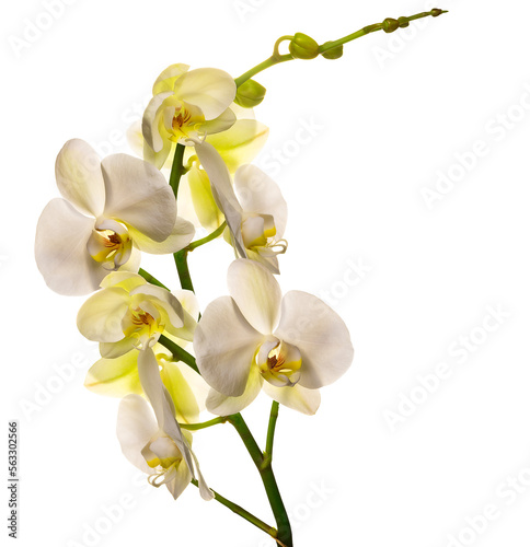 Obraz na płótnie PNG. Flowering branch of a white orchid isolate w salonie