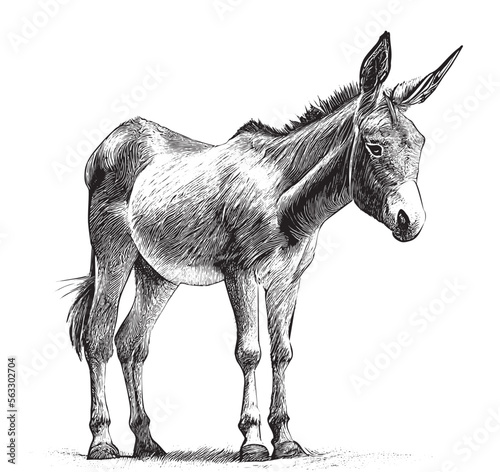 Donkey animal hand drawn engraving sketch Vector illustration.
