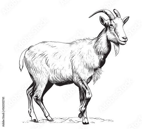 Goat farm animal hand drawn engraving sketch Vector illustration