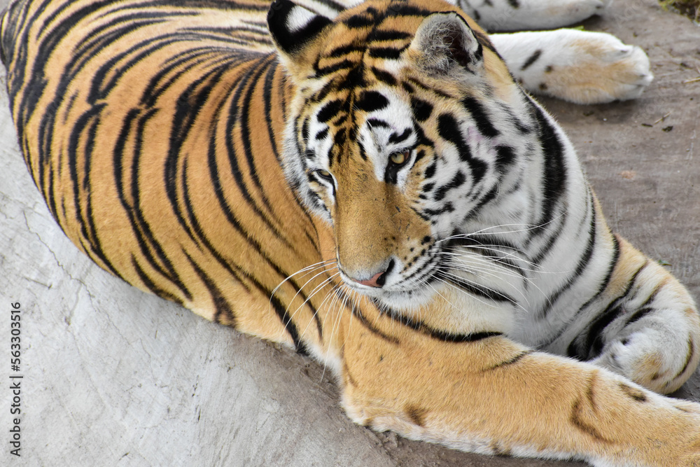 Obraz premium tiger in the zoo
