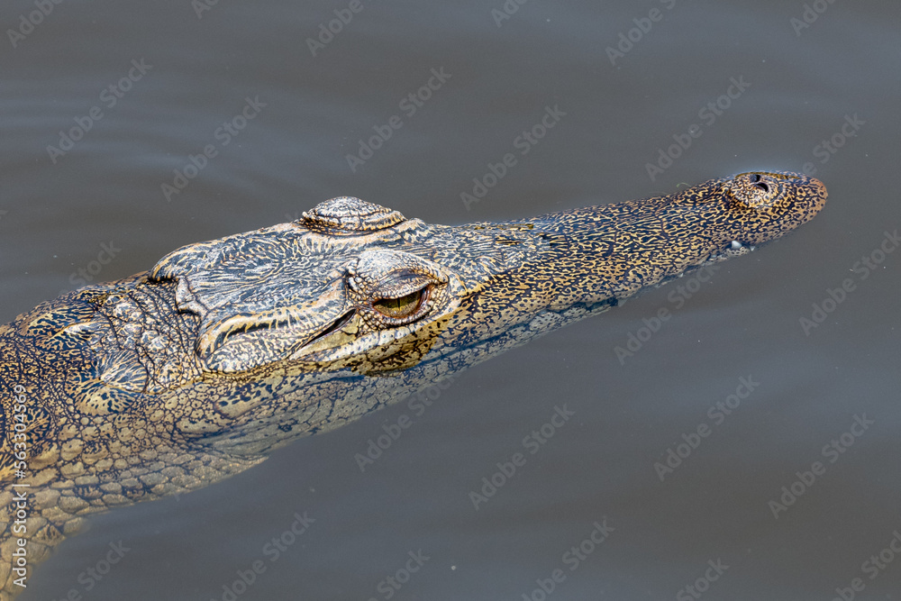 Fototapeta premium crocodile in the water