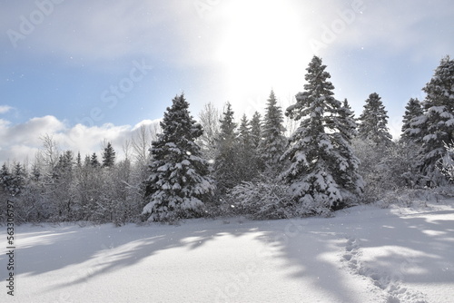 A snowy forest under a blue sky, Sainte-Apolline, Québec, Canada  © Claude Laprise