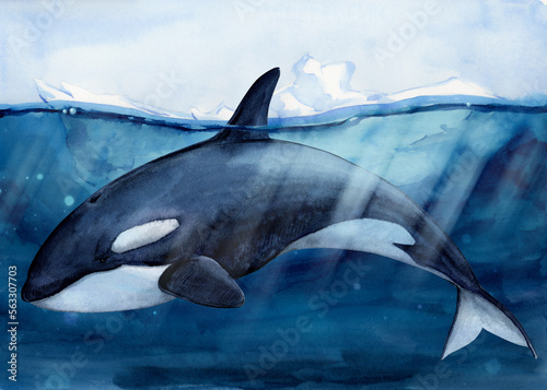 Killer whale  Orcinus orca   against the background of ice drifting in the ocean. Iceberg with a view under water. Watercolor illustration. A wild killer whale swims in the water. Arctic landscape.