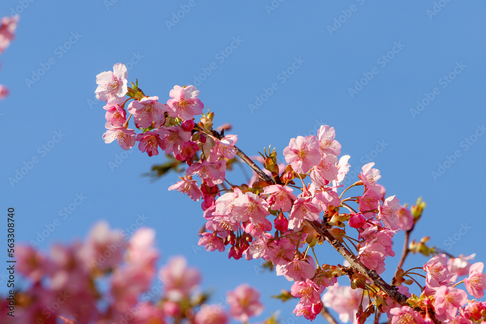 車折神社の境内に咲く河津桜