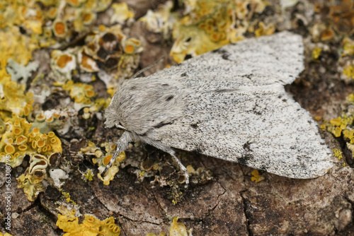 Detailed closeup on a grey , white Miller owlet moth, Acronicta leporina, sitting on a lichen covered piece of wood photo