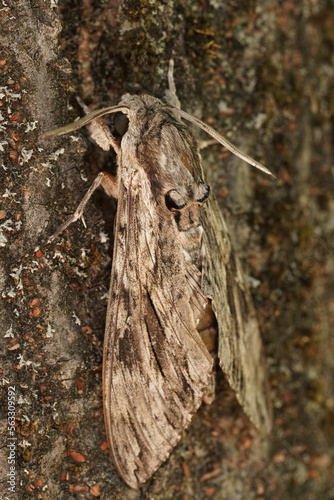 Closeup on the impressive Convolvulus Hawkmoth, Agrius convolvuli, sitting with closed wings on the bark of a tree photo