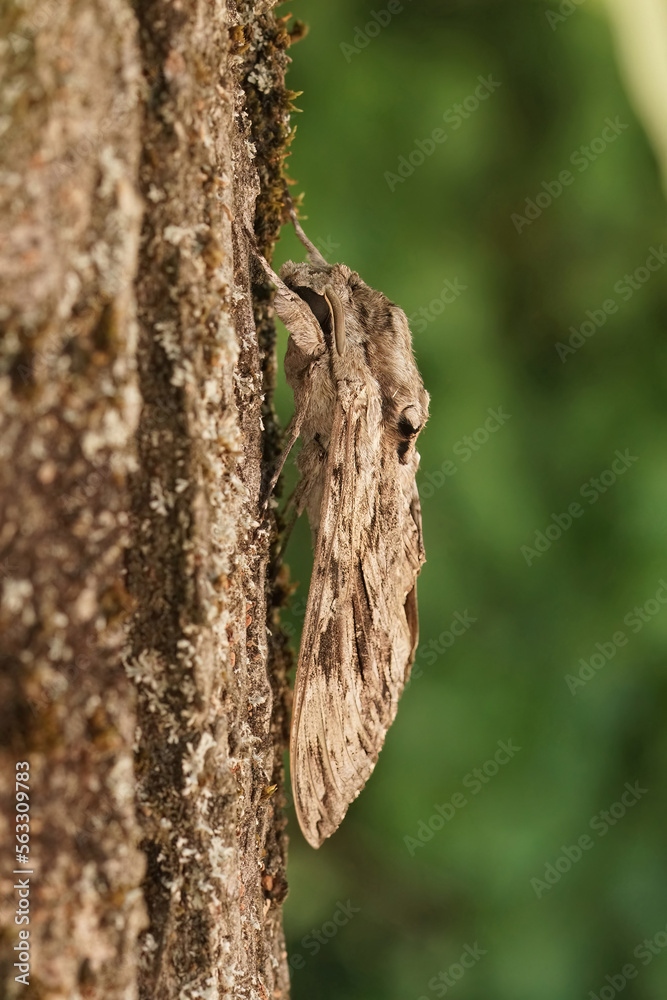 Closeup on the impressive Convolvulus Hawkmoth, Agrius convolvuli, sitting with closed wings on the bark of a tree Closeup on the impressive Convolvulus Hawkmoth, Agrius convolvuli, sitting with closed wings on the bark of a tree