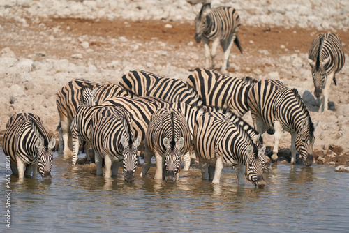 Group of Burchell s Zebra  Equus burchellii  drinking from a waterhole in Etosha National Park  Namibia