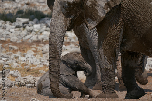 Young African Elephant  Loxodonta africana  at a waterhole in Etosha National Park  Namibia