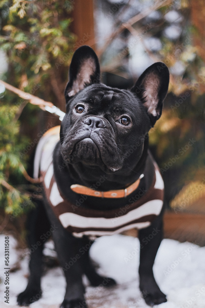 Portrait of French Bulldog in a vest outside