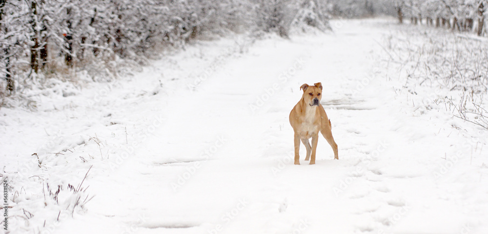 young mixed american Staffordshire Terrier during Cold Day in Winter. Dog in the Snow