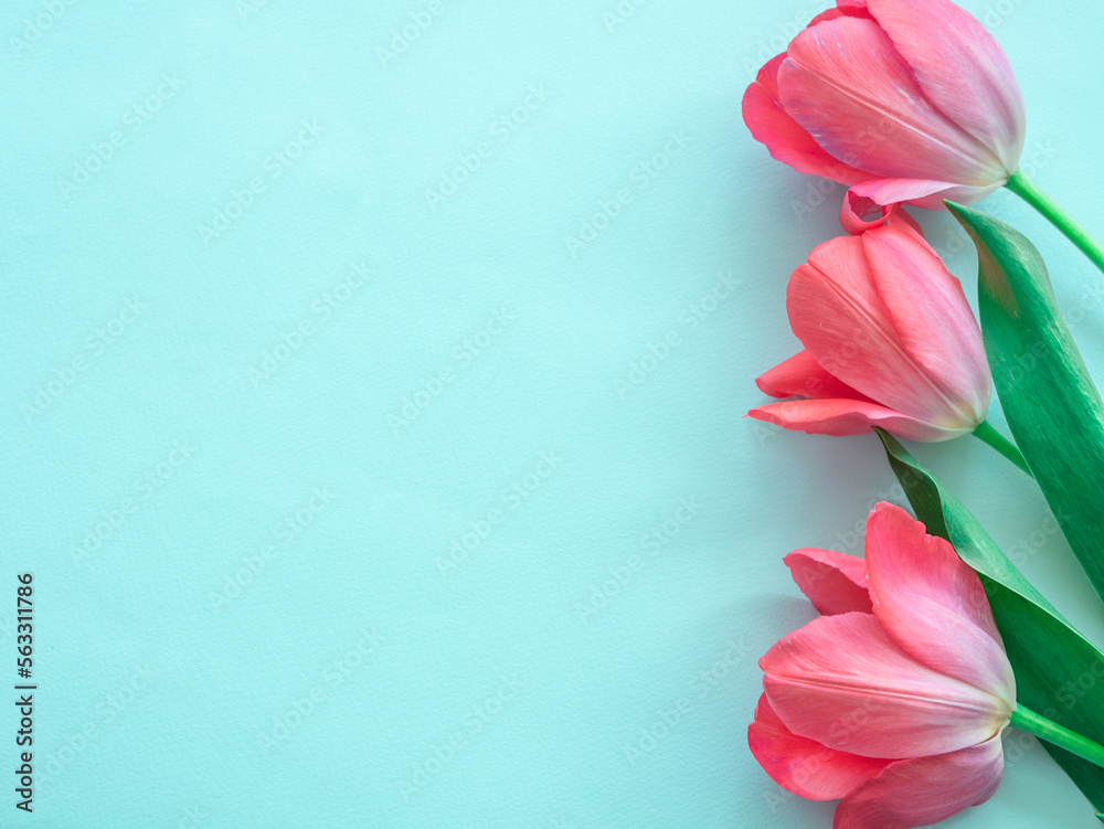 Delicate pink tulips in a row on blue.. Minimalistic postcard with spring flowers