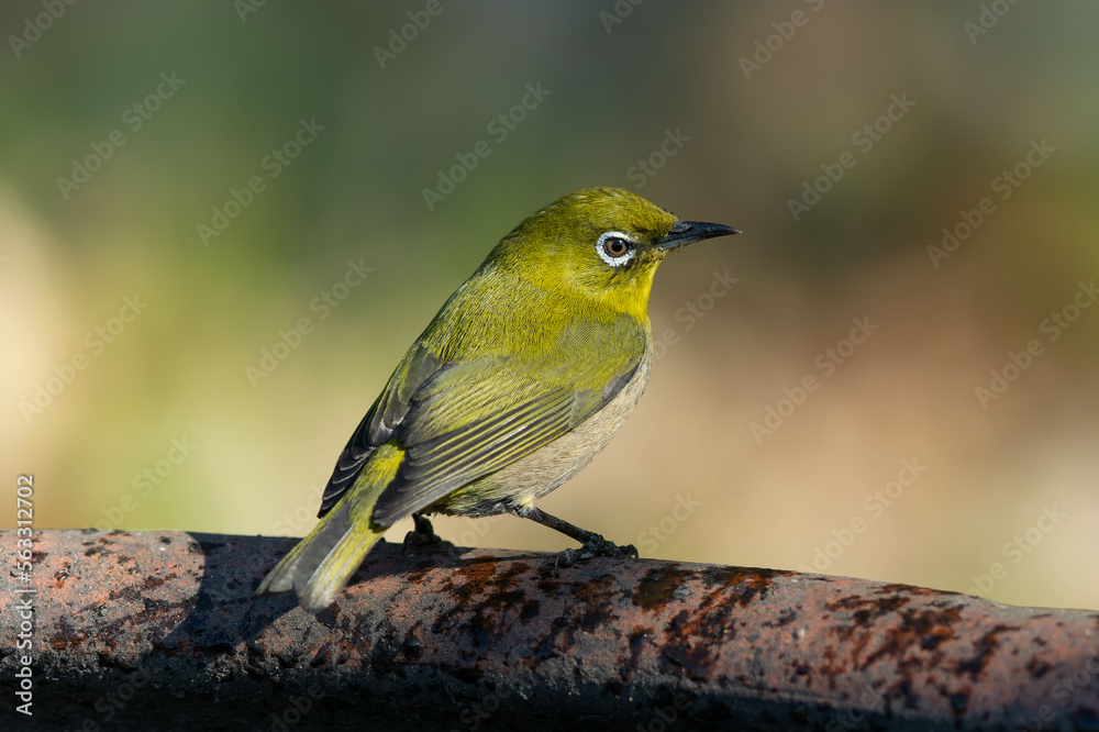 Obraz premium 錆びた鉄の上に立つメジロ