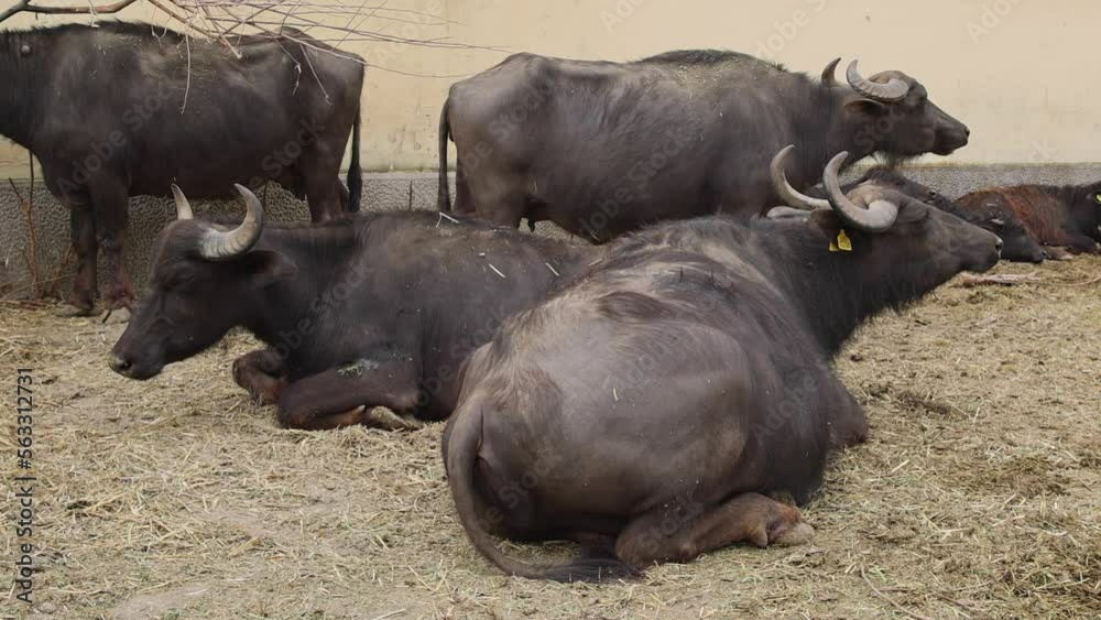 Herd of Domestic Water Buffalo Cattle at Animal Farm Herd of Domestic Water Buffalo Cattle at Animal Farm