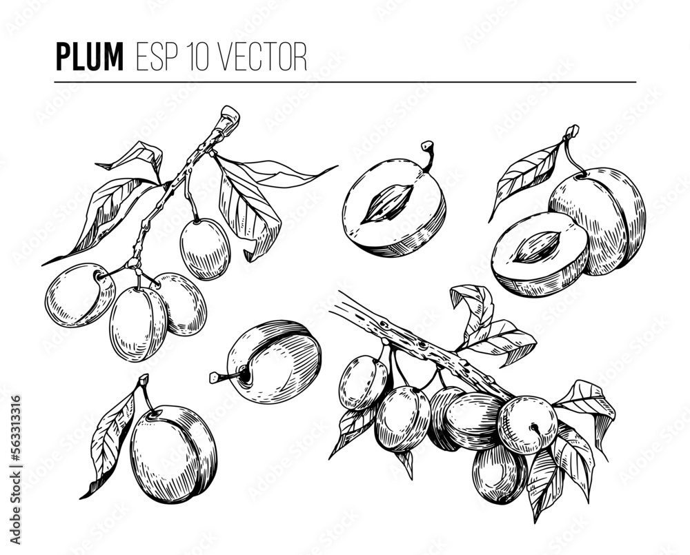 Plum. Set of single vector shape illustrations, sketch style. Elements for design