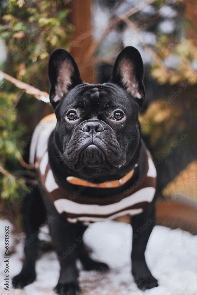 Portrait of French Bulldog in a vest outside 