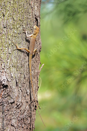 Chameleon, Changeable Lizard, Red-headed Lizard, Indian Garden Lizard (Calotes versicolor Daudin) on the tree by adjusting the focus on the face photo
