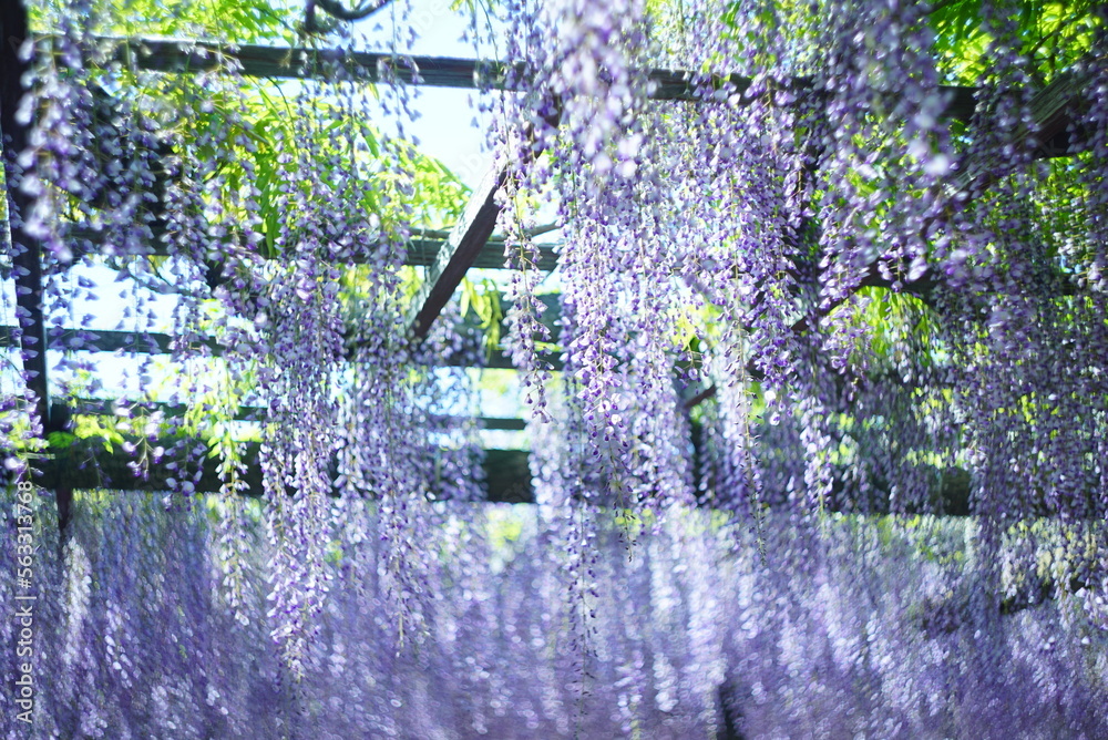 Fototapeta premium 天王川公園 藤棚