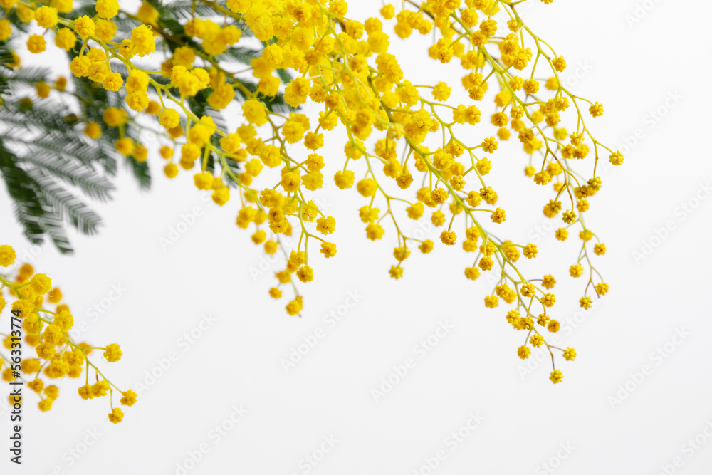 Flowers spring composition. Mimosa flowers on white background. Easter, Women's day concept. Front view Flowers spring composition. Mimosa flowers on white background. Easter, Women's day concept. Front view