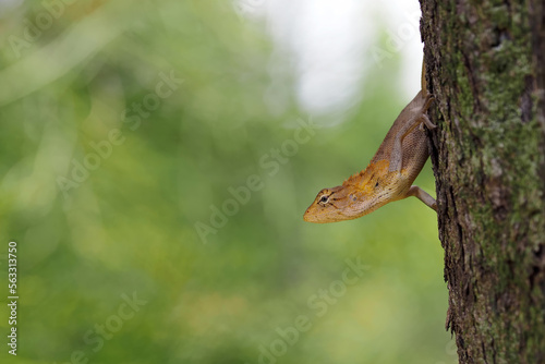 Chameleon, Changeable Lizard, Red-headed Lizard, Indian Garden Lizard (Calotes versicolor Daudin) on the tree by adjusting the focus on the face