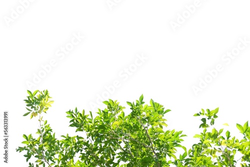 Tropical tree with leaves branches on white isolated background for green foliage backdrop  © Oradige59