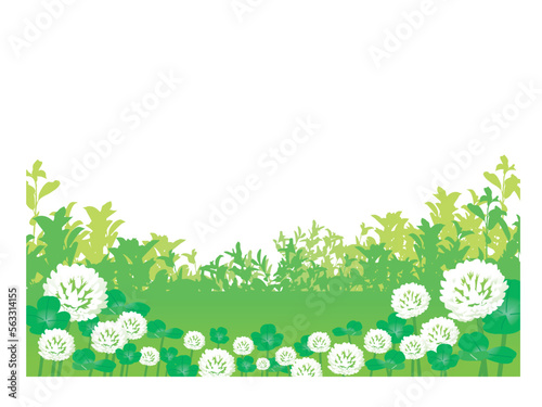 明るい健康的な白爪草が咲く野原・原っぱの風景