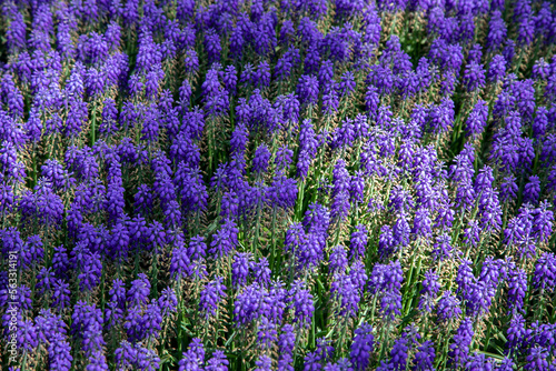 Purple hyacinth flowers close up 