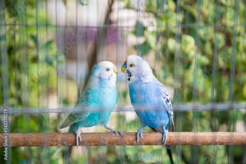 Blue wavy parrot birds couple together inside cage