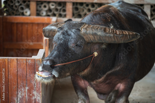 Fat dwarf black water buffalo chewing food inside stable