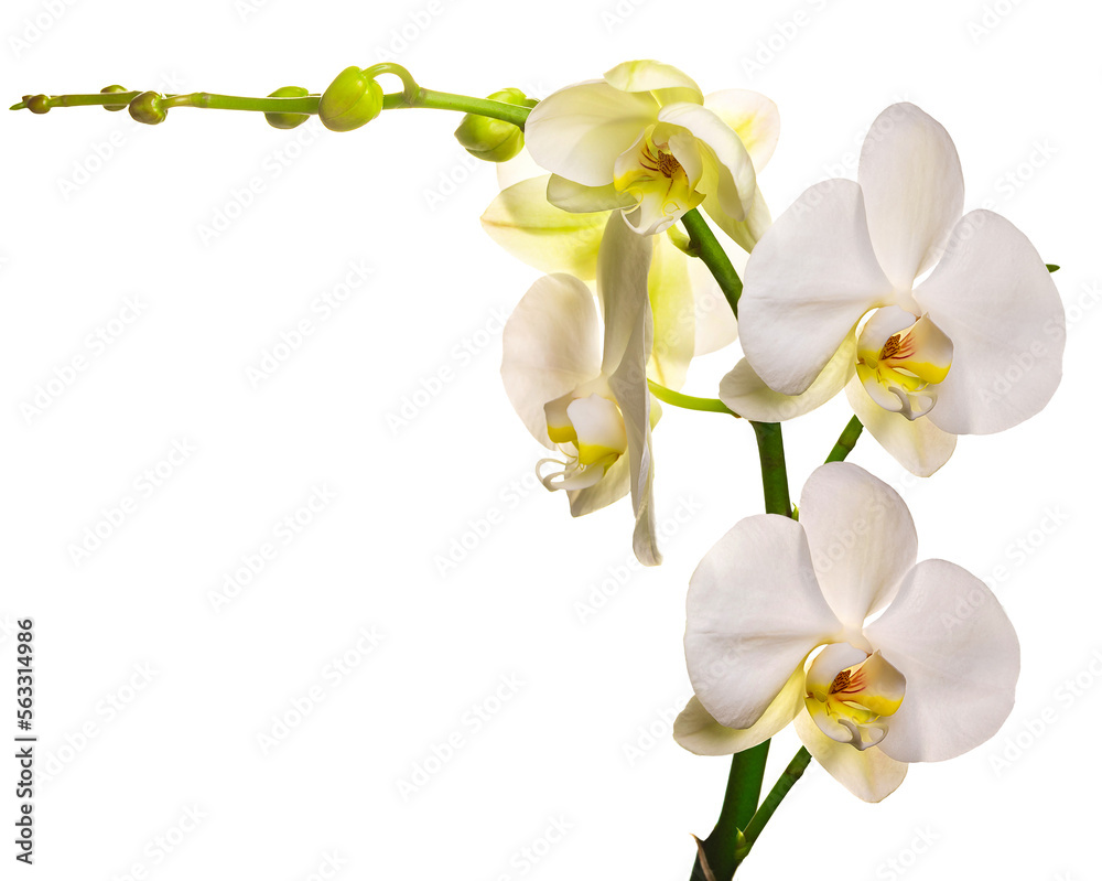 PNG. Flowering branch of a white orchid on a white background. isolate