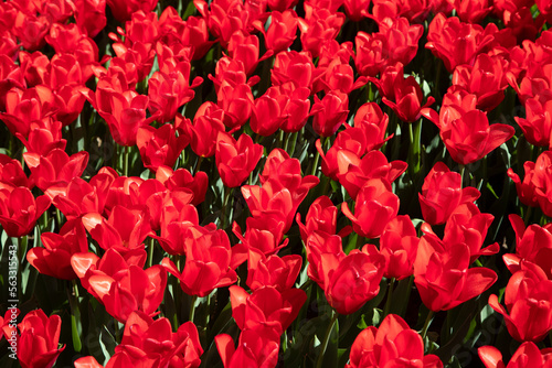 Closeup of red tulips in the garden

