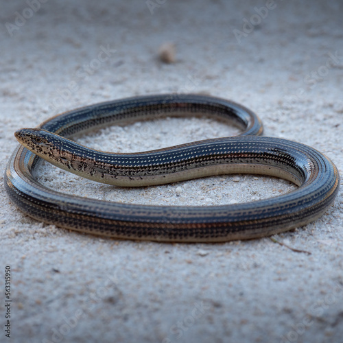 Eastern glass-lizard (Ophisaurus ventralis)