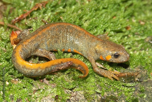 Closeup on an abnormal orange Chinese Chuxiong fire-bellied or blue - tailed fire bellied newt, Cynops cyanurus sitting on green moss photo