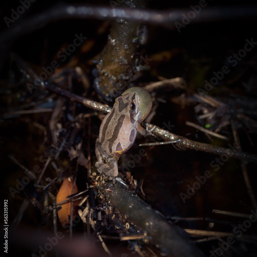 Foto Ornate chorus frog (Pseudacris ornata)