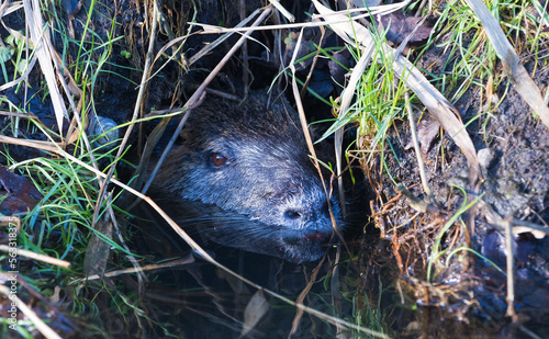 Nutria, beobachtet aus seiner Höhle heraus aus die Umgebung (Prignitz- Brandenburg)