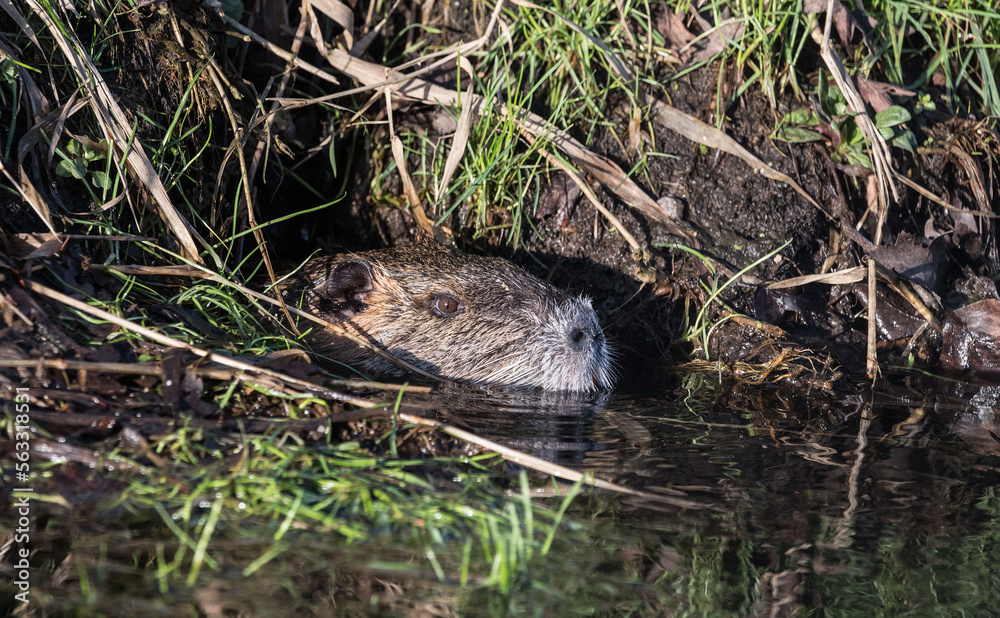Nutria,in einem Wassergraben, vor seiner Höhle schwimmend (Prignitz- Brandenburg) Nutria,in einem Wassergraben, vor seiner Höhle schwimmend (Prignitz- Brandenburg)