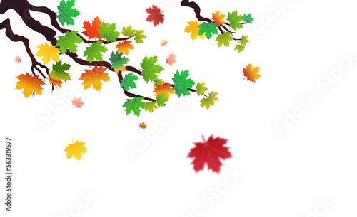 PNG. Autumn leaves on isolated transparent background. The wind blows off the leaves, the wind blows.