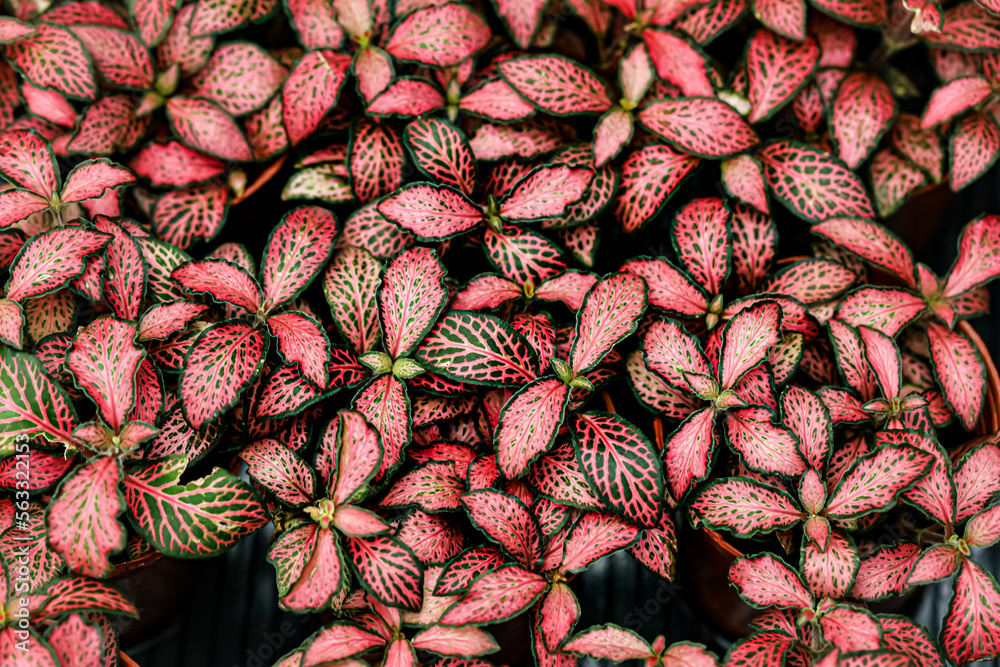 Obraz premium Flaming Fire Nerve Plant Fittonia Verschaffeltii (Small Leaf), Mosaic Plant, top view 